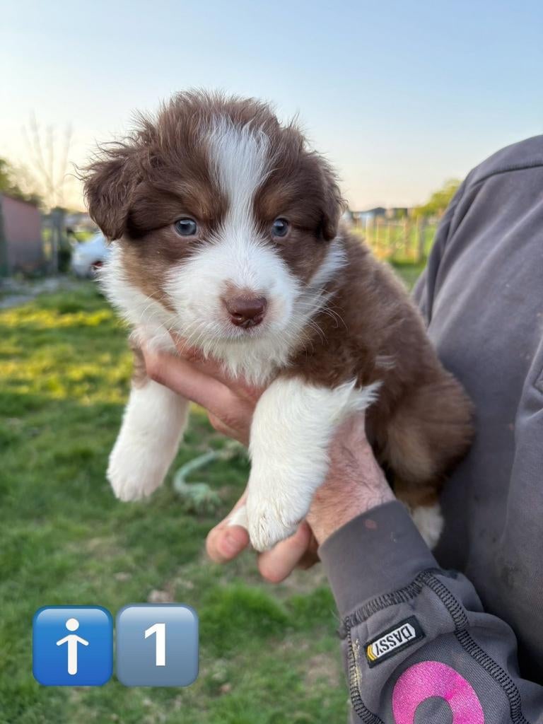 Australische herder pups, Dieren en Toebehoren, België, Particulier, 8 tot 15 weken, Meerdere