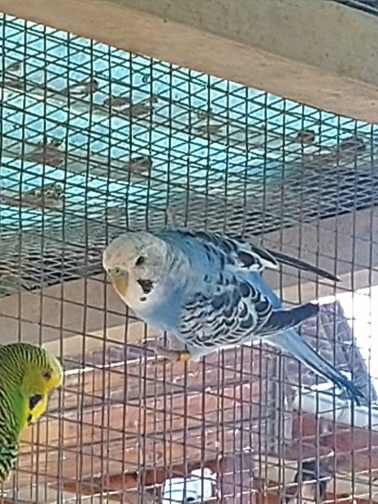 perruches, Perruche
