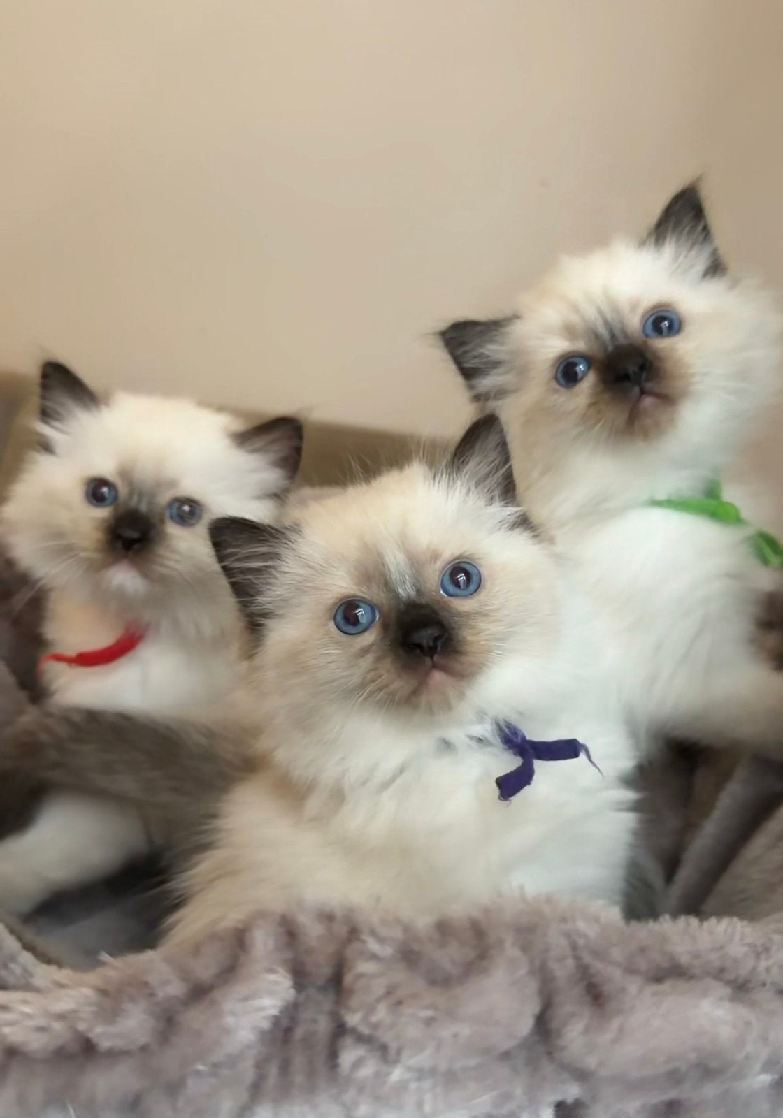 Superbes poupées à point de sceau social, Plusieurs animaux, Avec puce électronique, 0 à 2 ans
