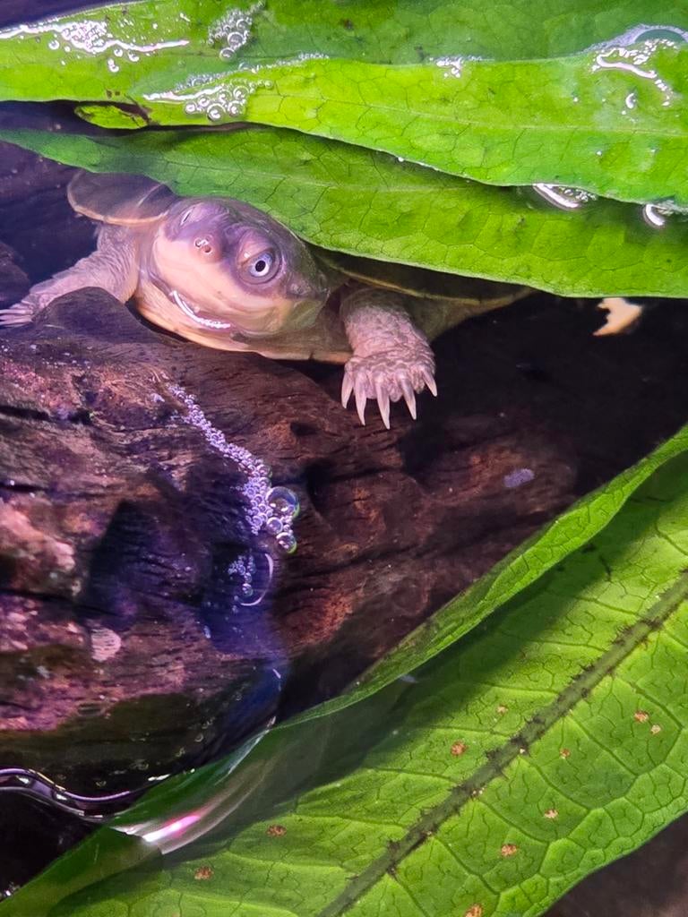 Jonge Pelomedusa subrufa waterschildpadden, Dieren en Toebehoren, Amfibie