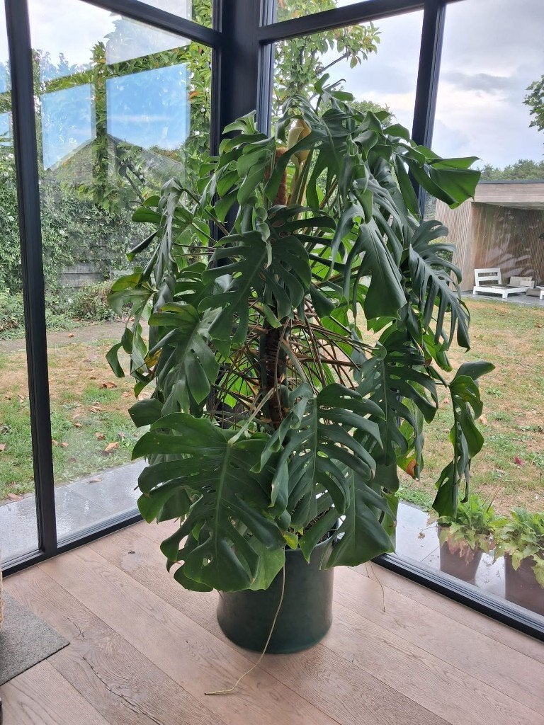 Monstera, Huis en Inrichting, Kamerplanten, Ophalen, Overige soorten, Halfschaduw, 150 tot 200 cm