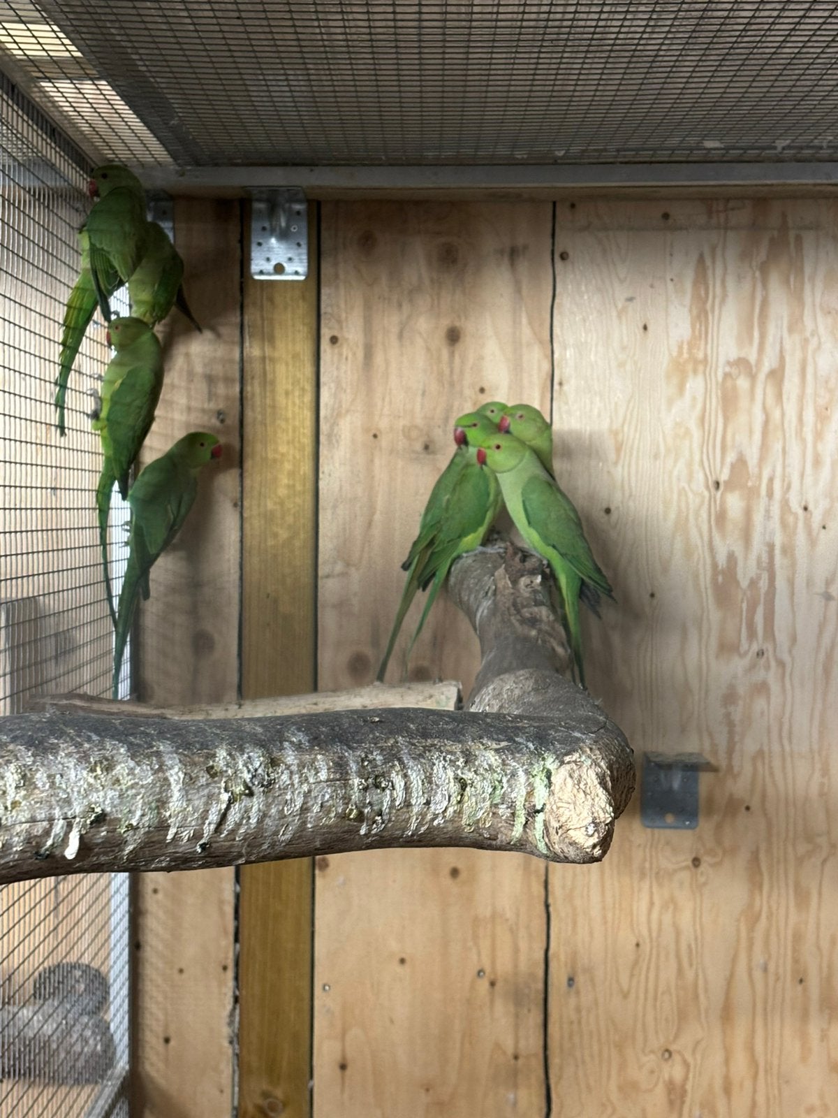 halsband parkieten