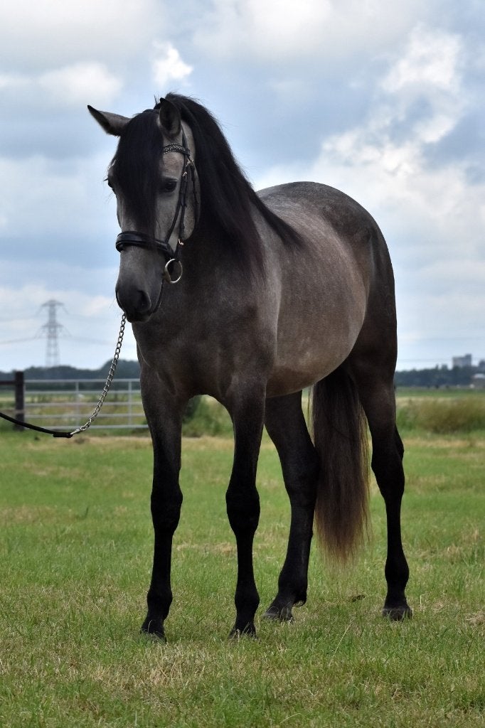 ##Fantastische & zeer mooie PRE ruin met een TOP karakter##, Hongre, Débourré, Avec pedigree, 3 à 6 ans