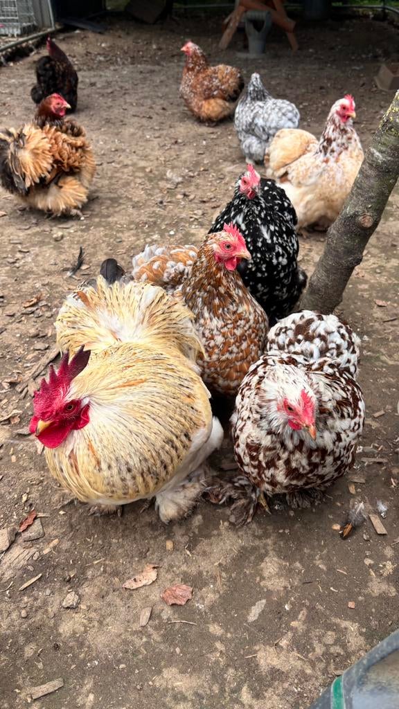 Cochin kriel broedeieren - Raszuiver!, Dieren en Toebehoren