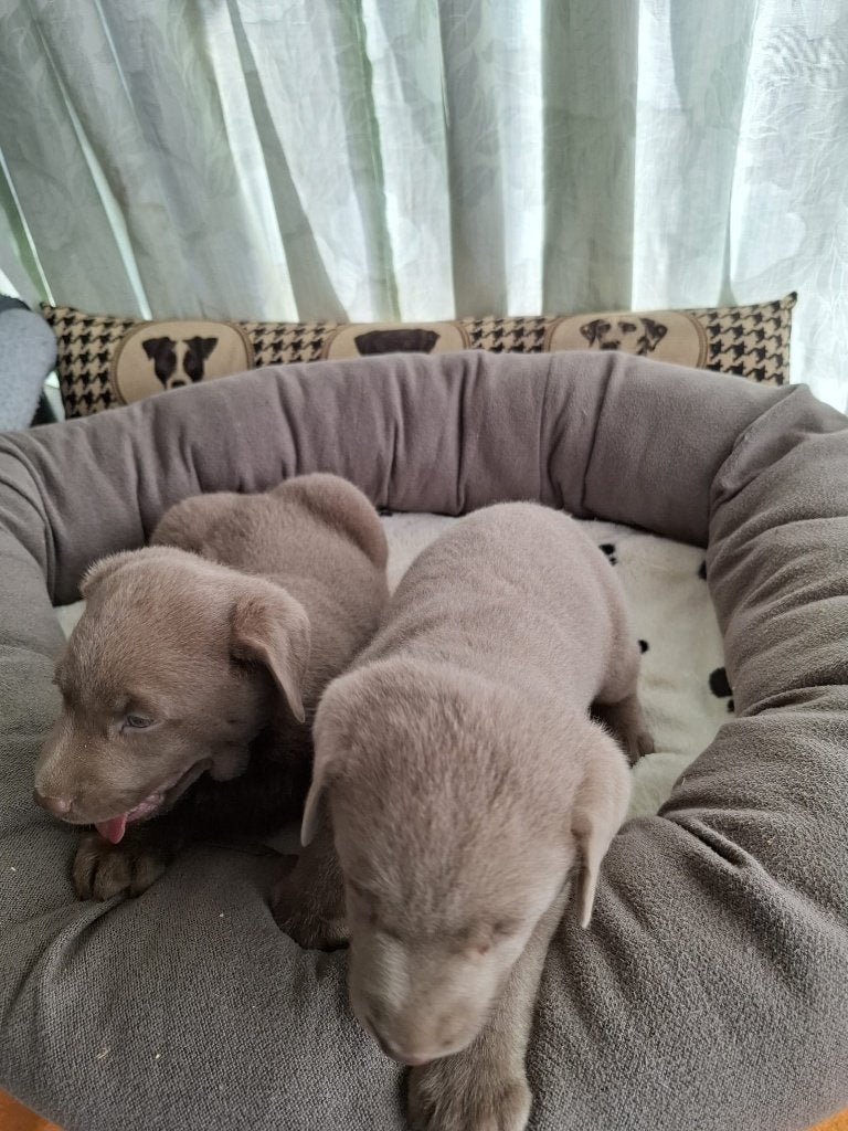Zilveren Labradors pups