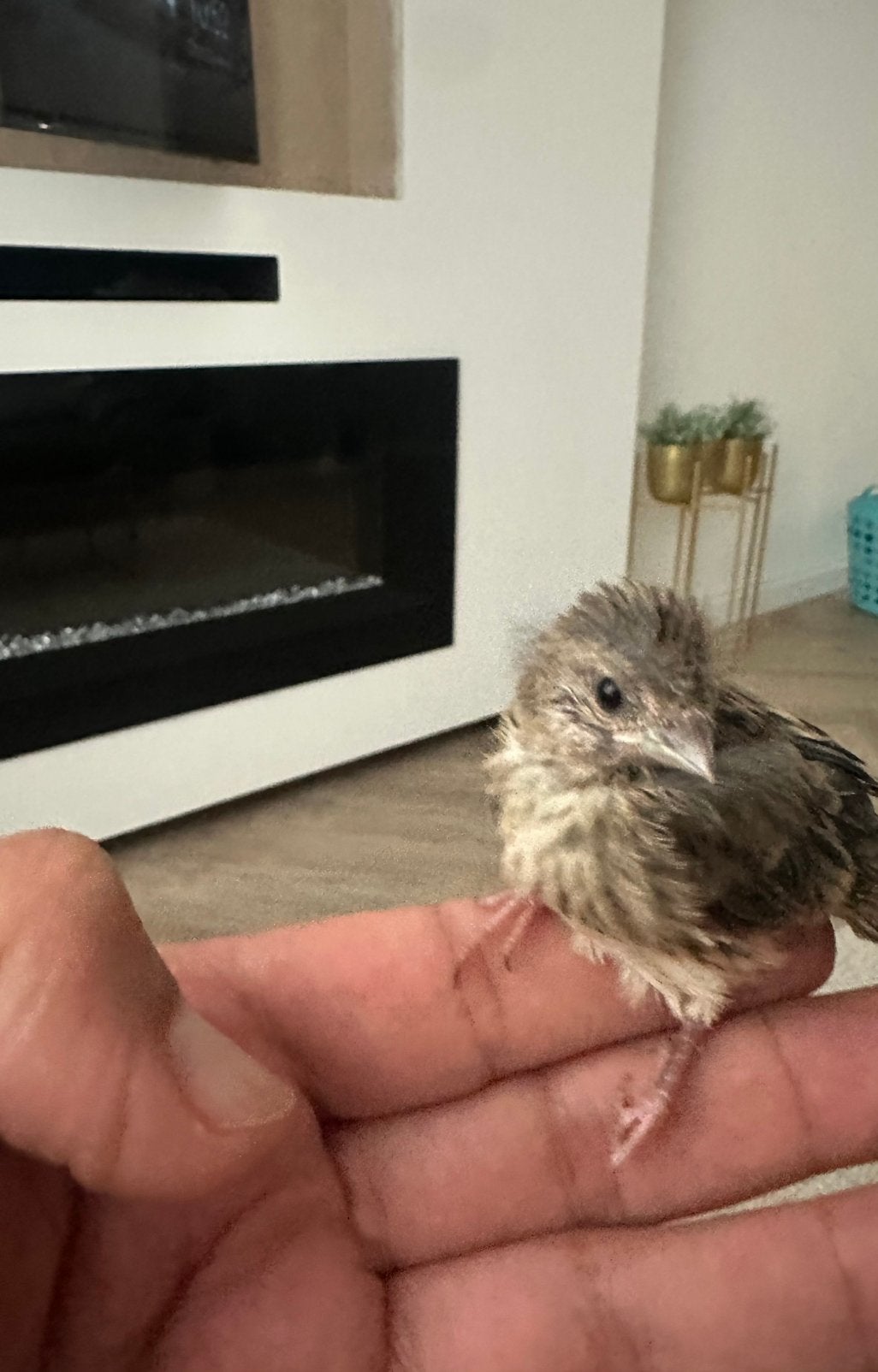 Jeunes metis linote melodieuse x canari), Sexe inconnu, Oiseau chanteur sauvage, Bagué