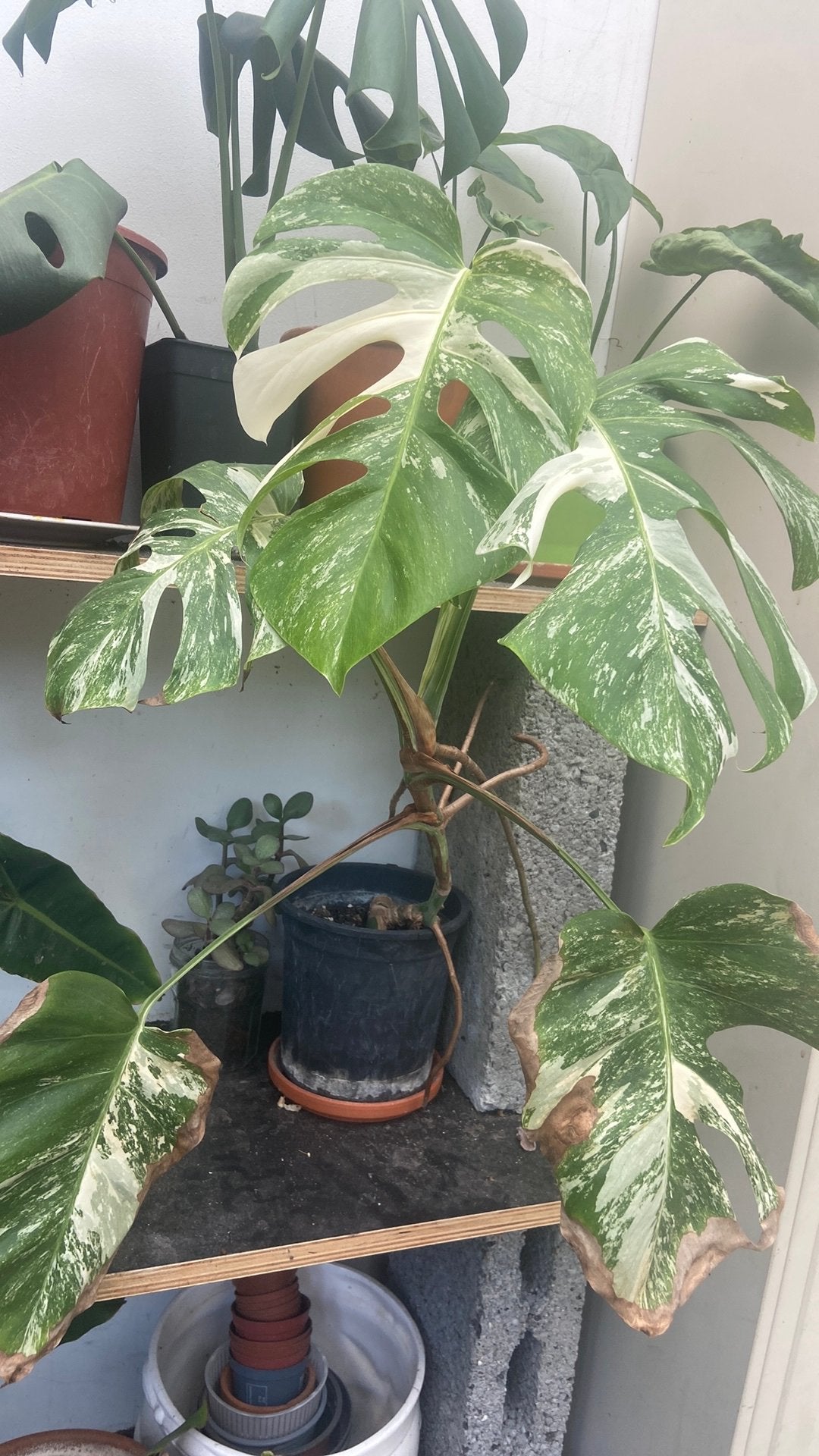 Monstera variegata albo, Enlèvement ou Envoi