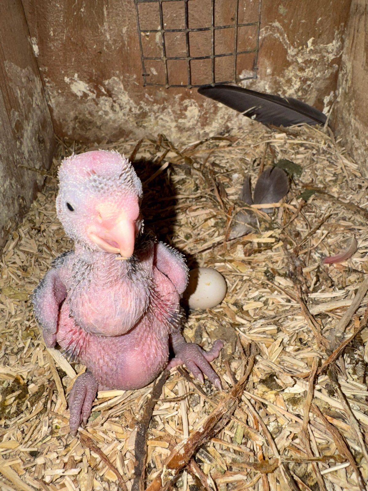 Roze kaketoe handopfok, Dieren en Toebehoren