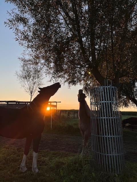 Plaats vrij in kudde in Kontich, Pâturage, 1 cheval ou poney