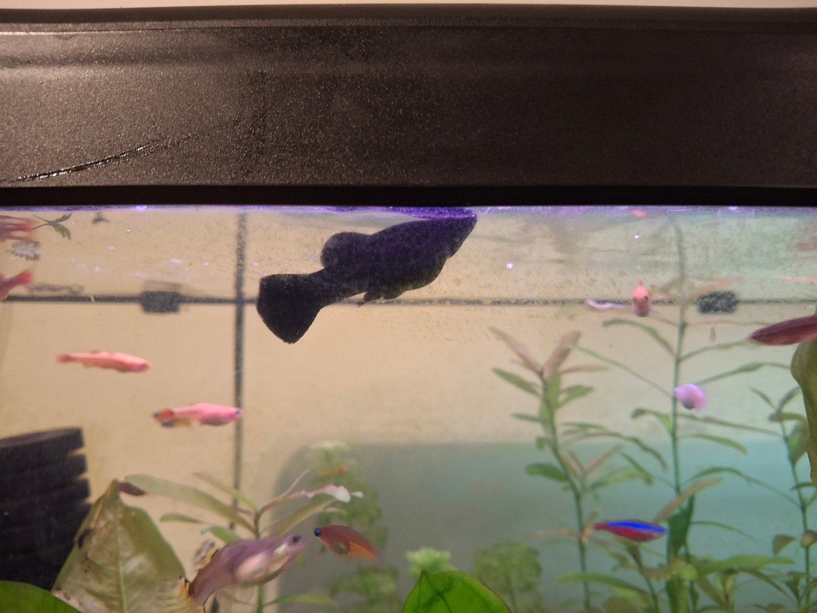 molly noire, Animaux & Accessoires, Poisson, Poisson d'eau douce, Banc de poissons
