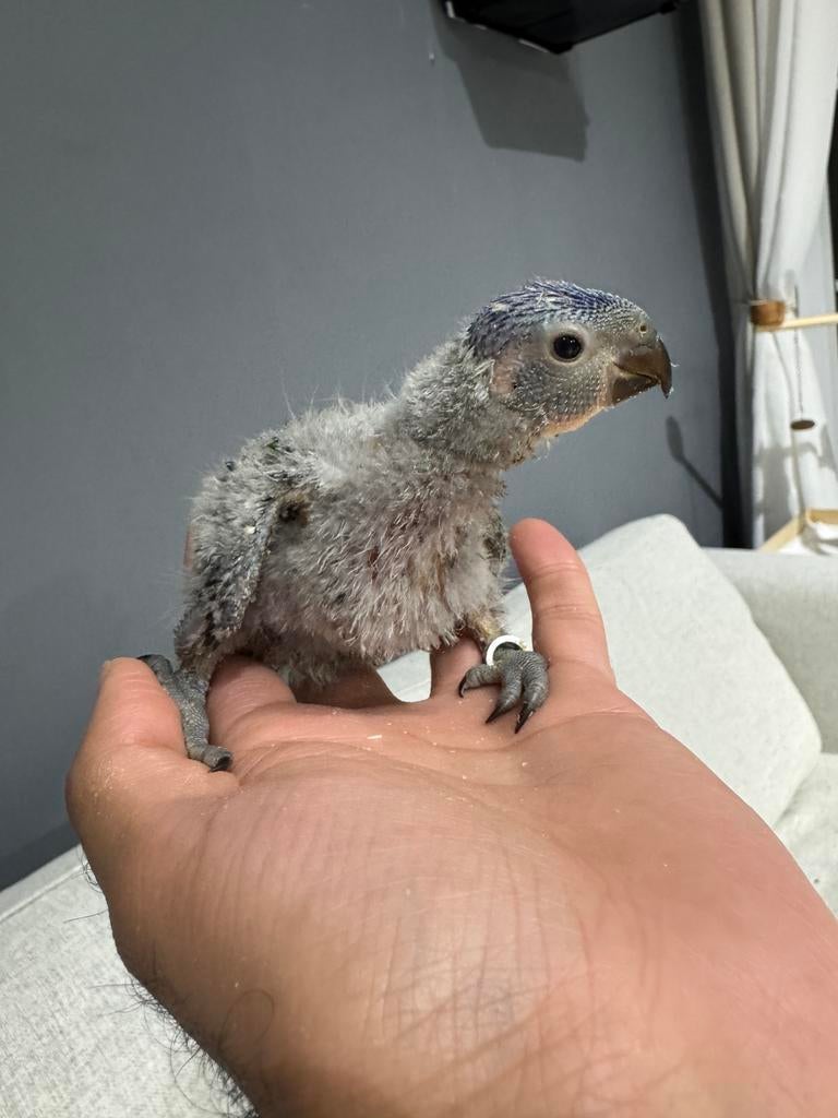 Baby Lori te koop, Papegaai