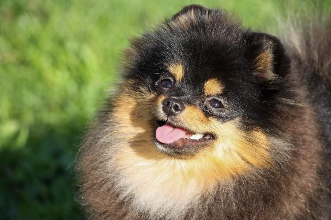 Couverture officielle : Poméranie-Poméranie-Poméranie-Poméra, 3 à 5 ans, Loulou, Chien (mâle), Belgique