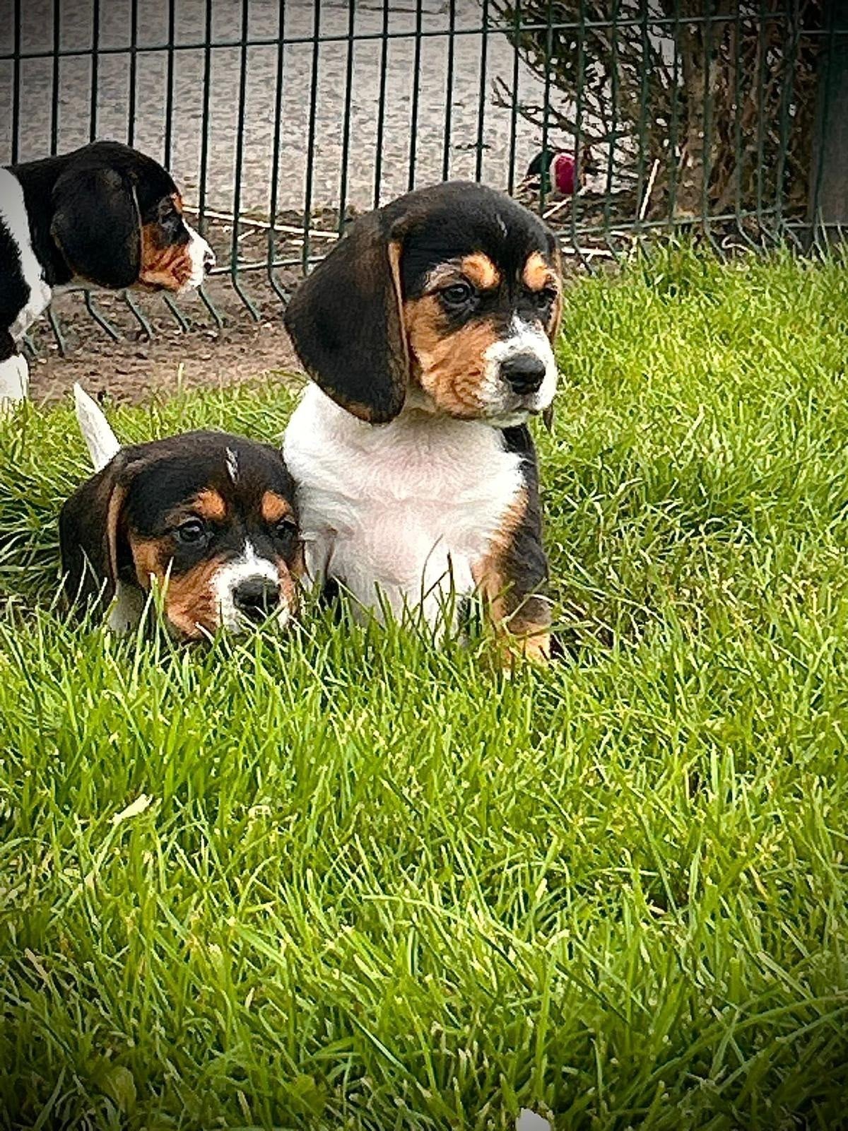 beaux chiots baegels, Animaux & Accessoires, Maladie de Carré (chiens), Autres races, Plusieurs, Belgique