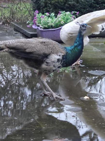 pauw mannetje 2025, Dieren en Toebehoren, Mannelijk, Overige soorten