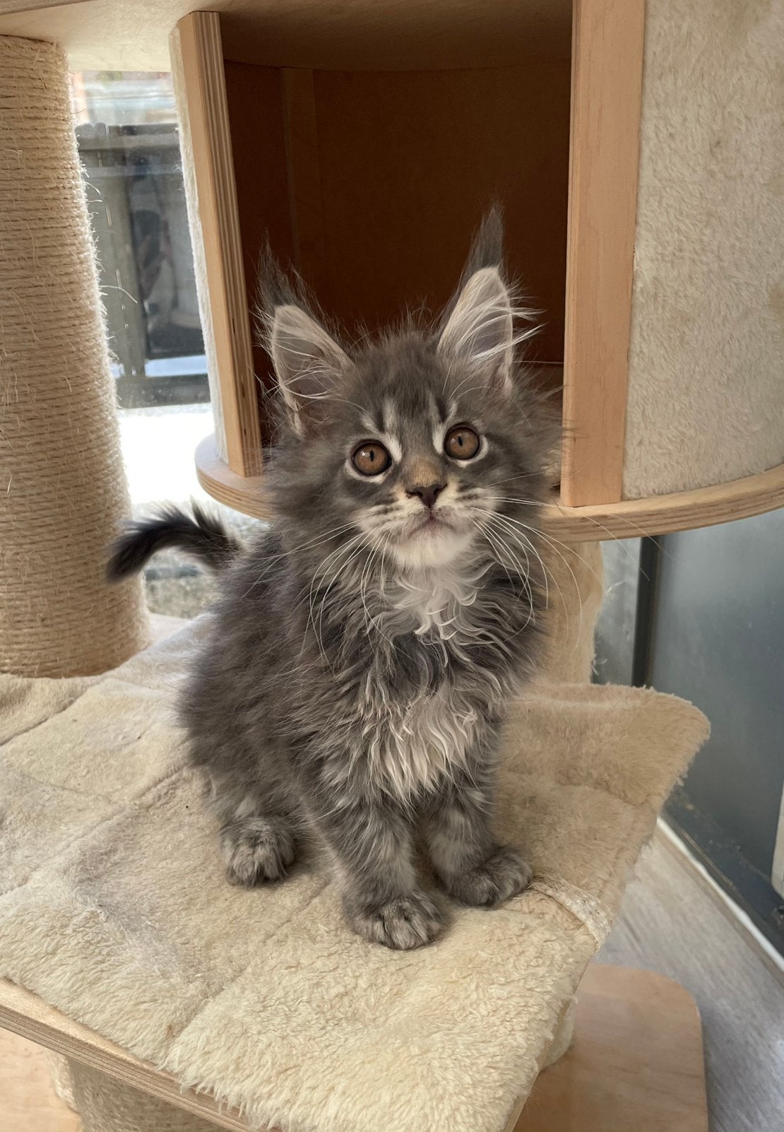 Maine coon kittens, Animaux & Accessoires, Plusieurs animaux, Avec pedigree, 0 à 2 ans