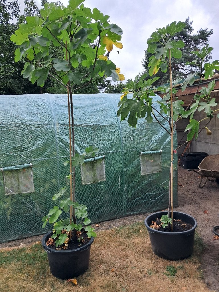 vijgenboom, Ophalen, Vijgenboom