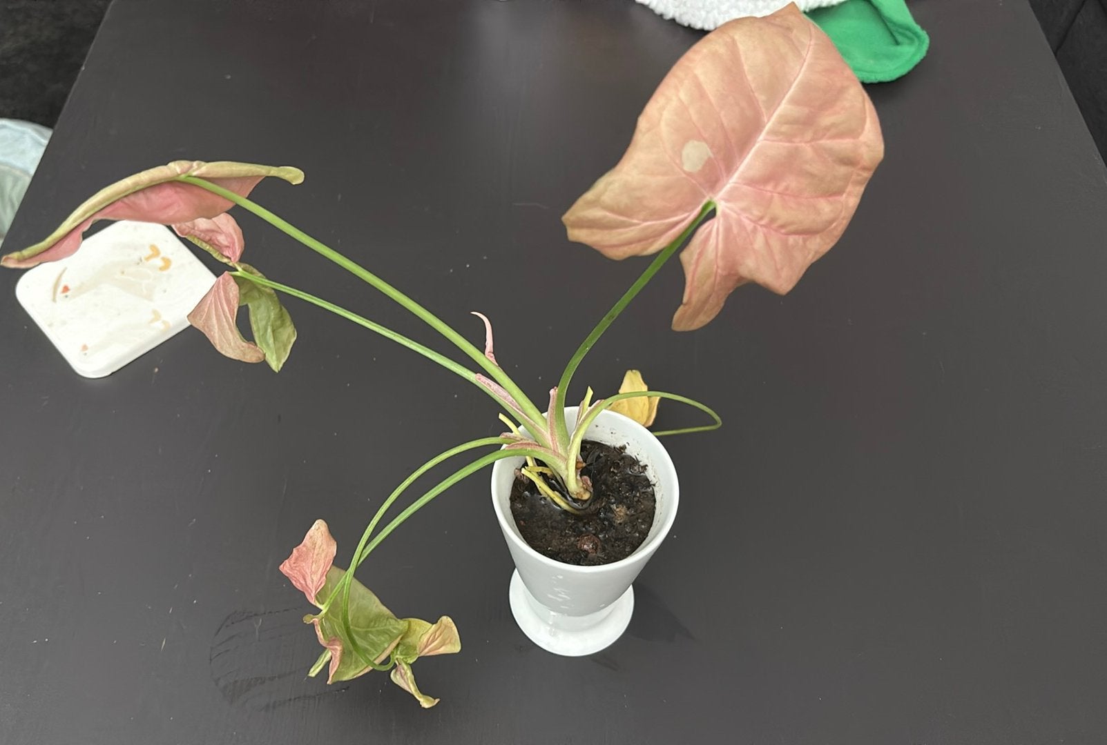Trendy Pink Syngonium Arrowhead Plant with CASA Ceramic Pot, Enlèvement