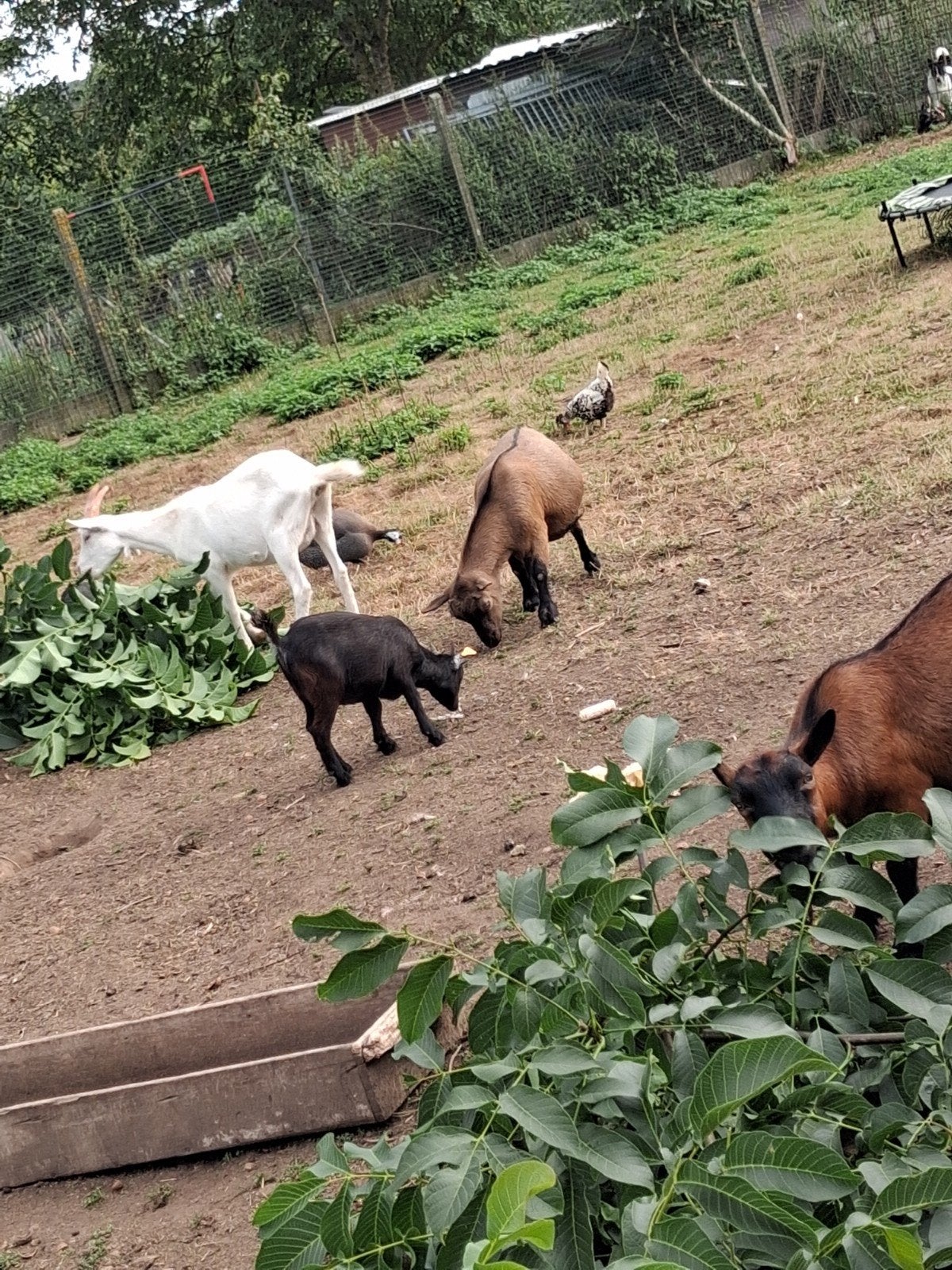 geitjes