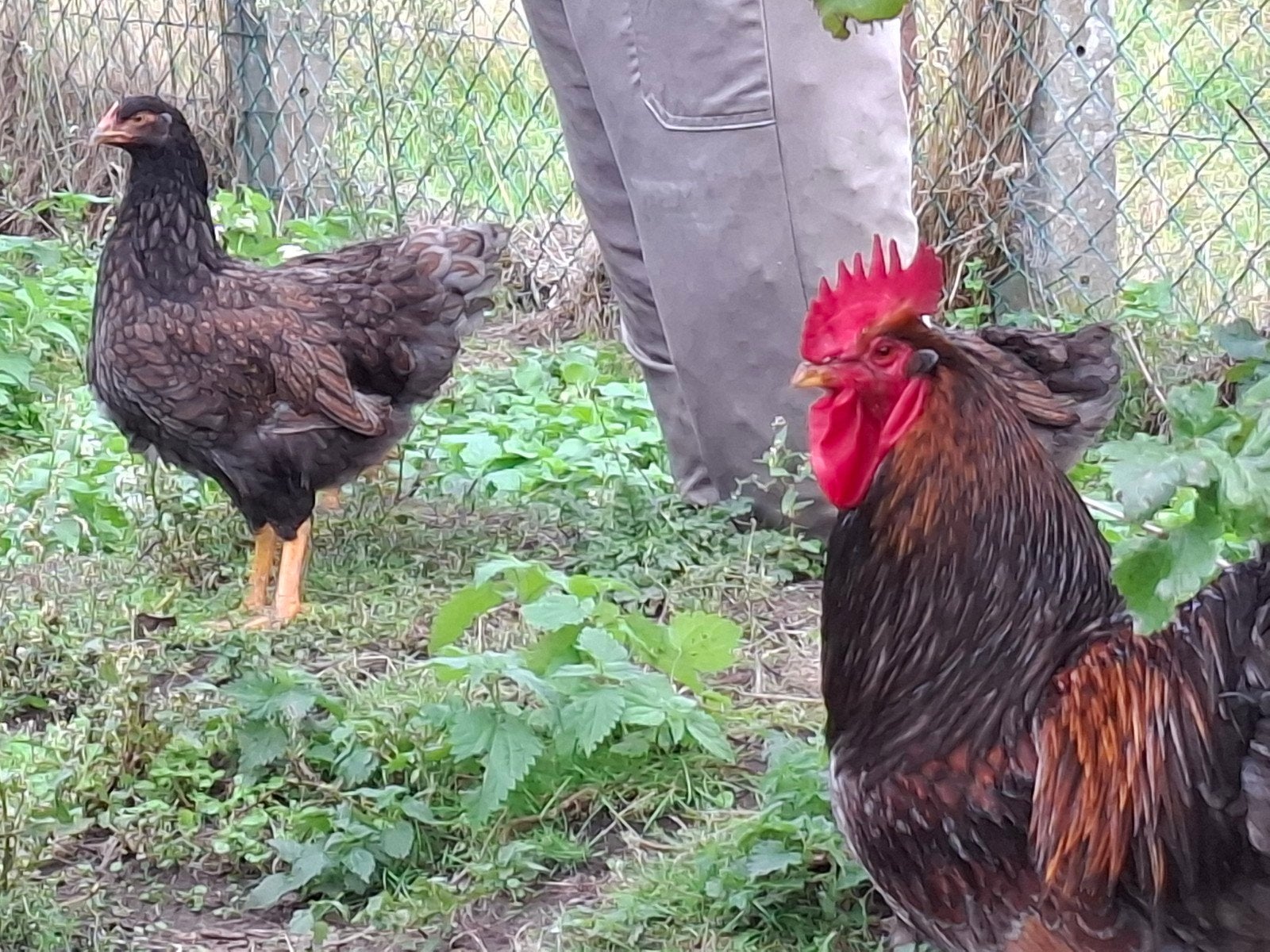 Jonge kippen. Barnevelder groothoender, Plusieurs animaux, Poule ou poulet