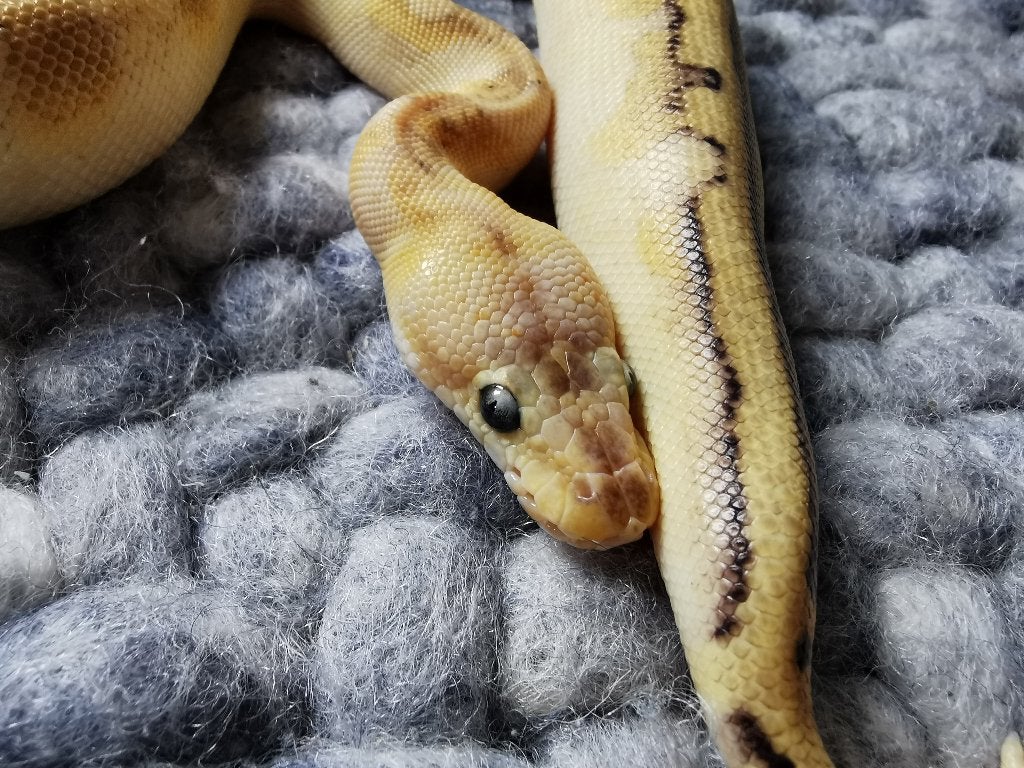 0.1 koningspython; python regius; Champagne Enchi Pastel, Dieren en Toebehoren, Reptielen en Amfibieën, Slang, Tam, 0 tot 2 jaar