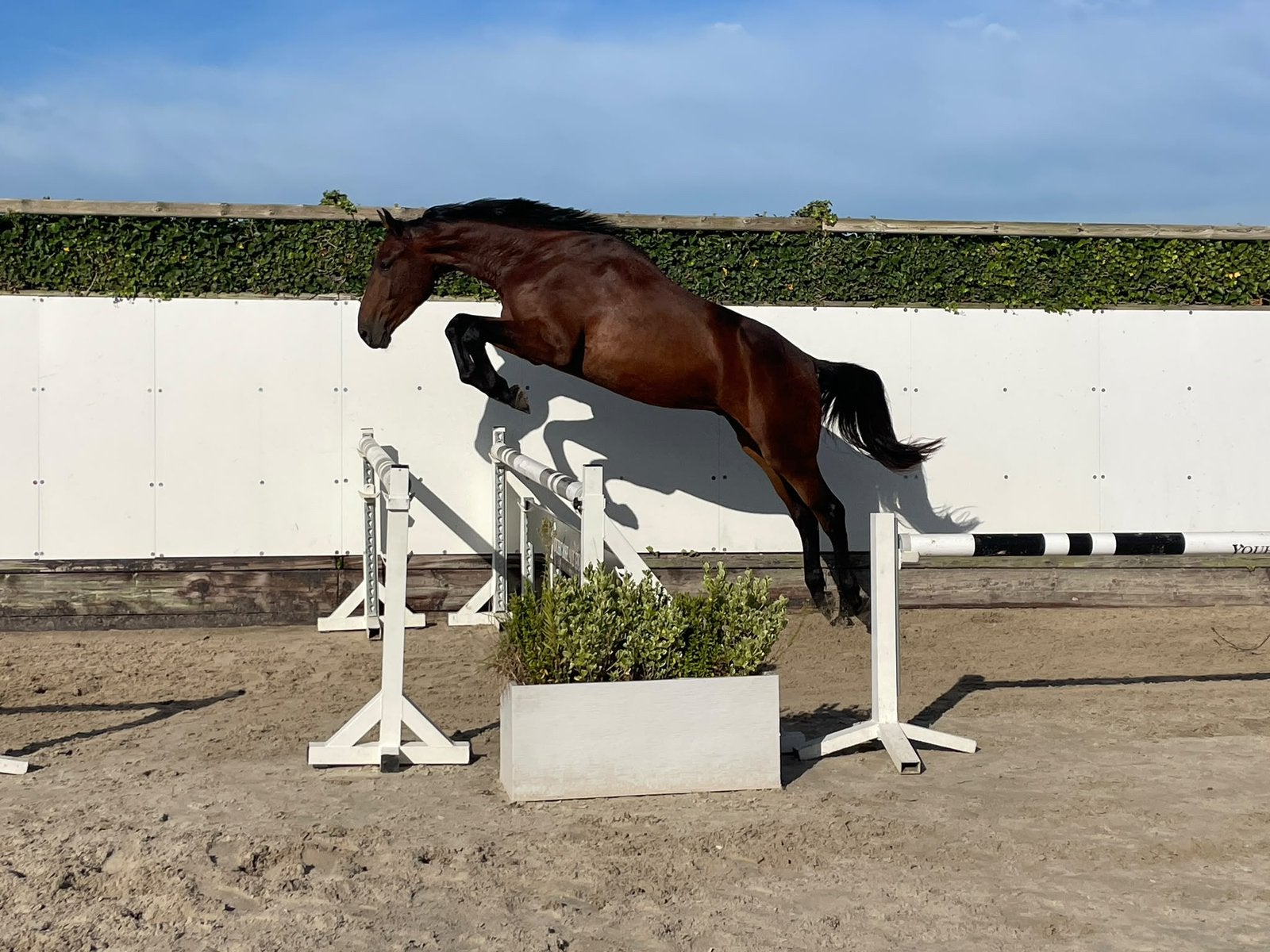 3 JARIG SPRINGPAARD, Dieren en Toebehoren, Met stamboom, Springpaard, Ruin, Onbeleerd
