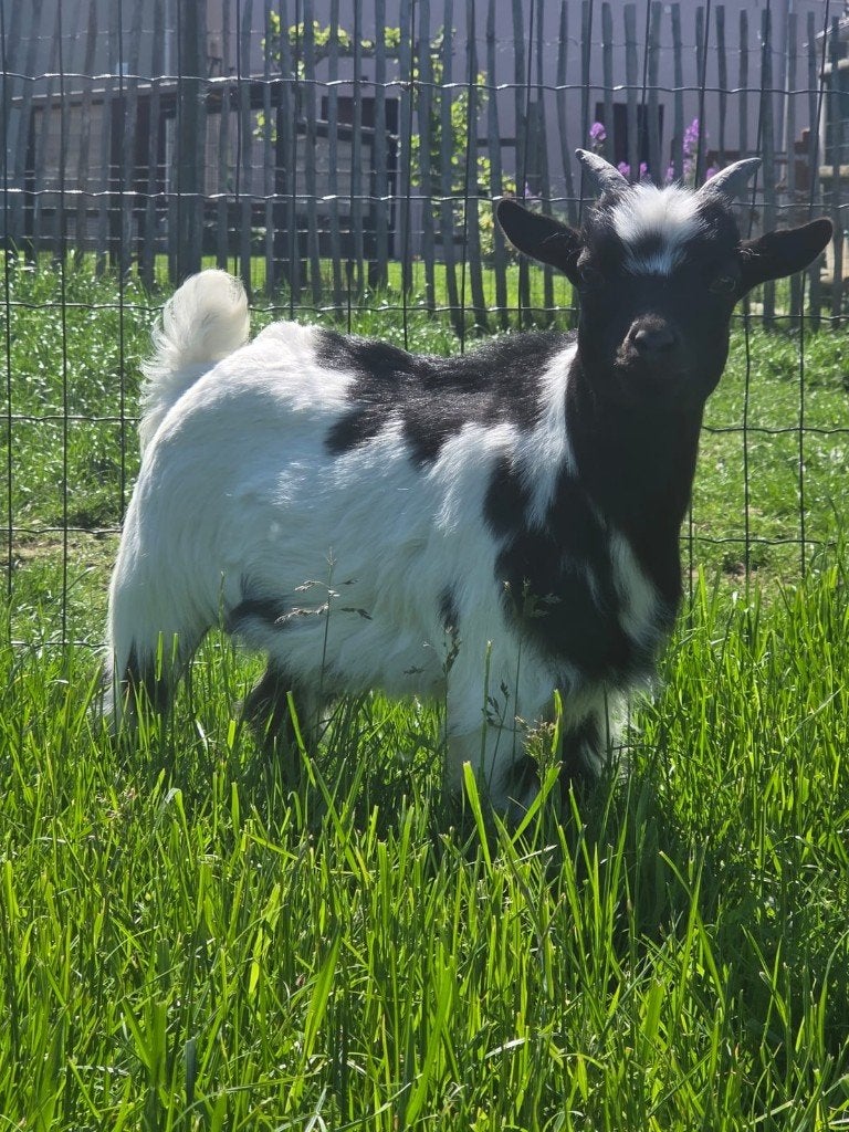 Geitebokje, Dieren en Toebehoren, Schapen, Geiten en Varkens, Mannelijk, Geit, 0 tot 2 jaar