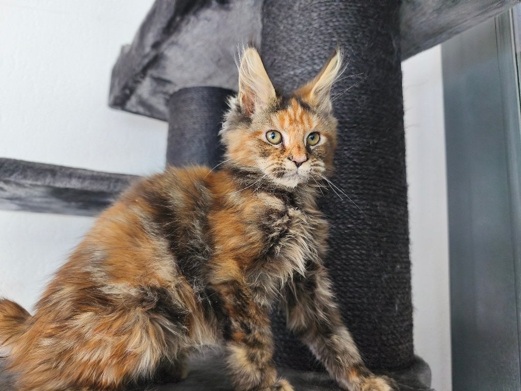 Cherche amazone ou gris, Animaux & Accessoires, Oiseaux | Accessoires, Enlèvement