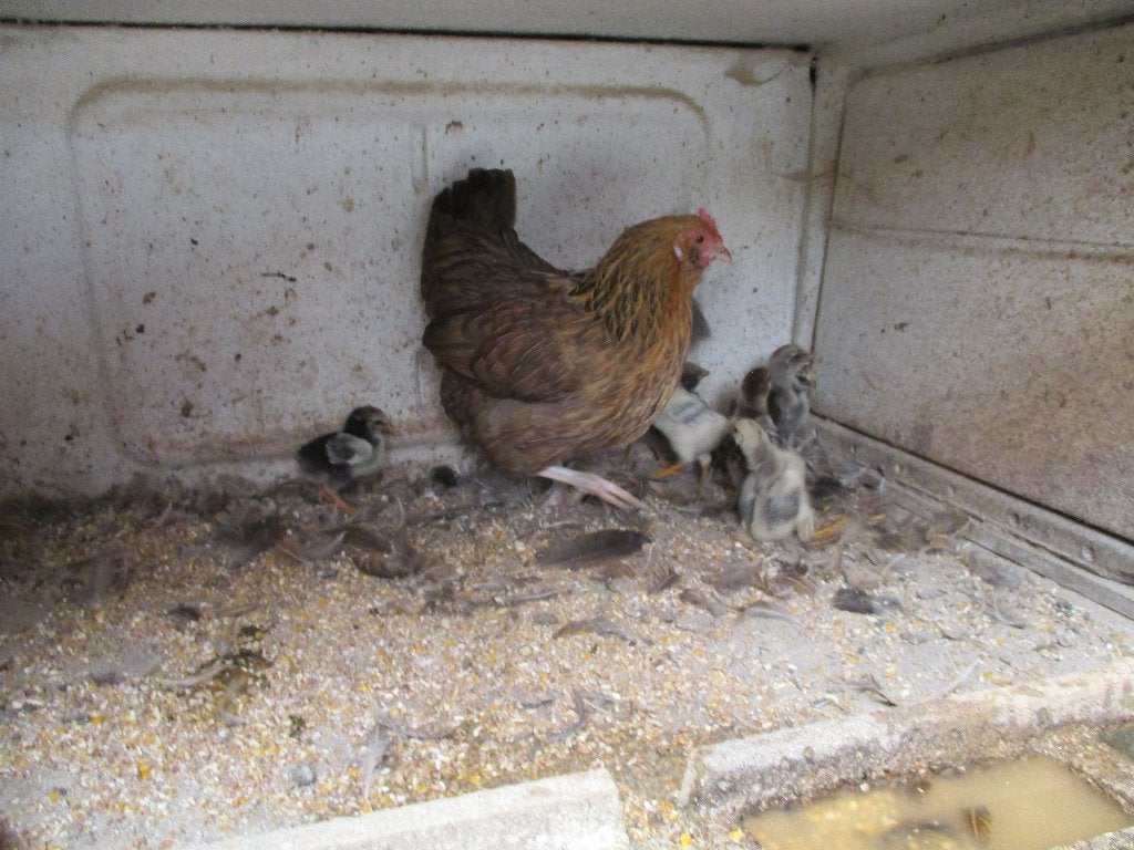 poule naine avec 8poussins de toute couleur, Femelle, Poule ou poulet