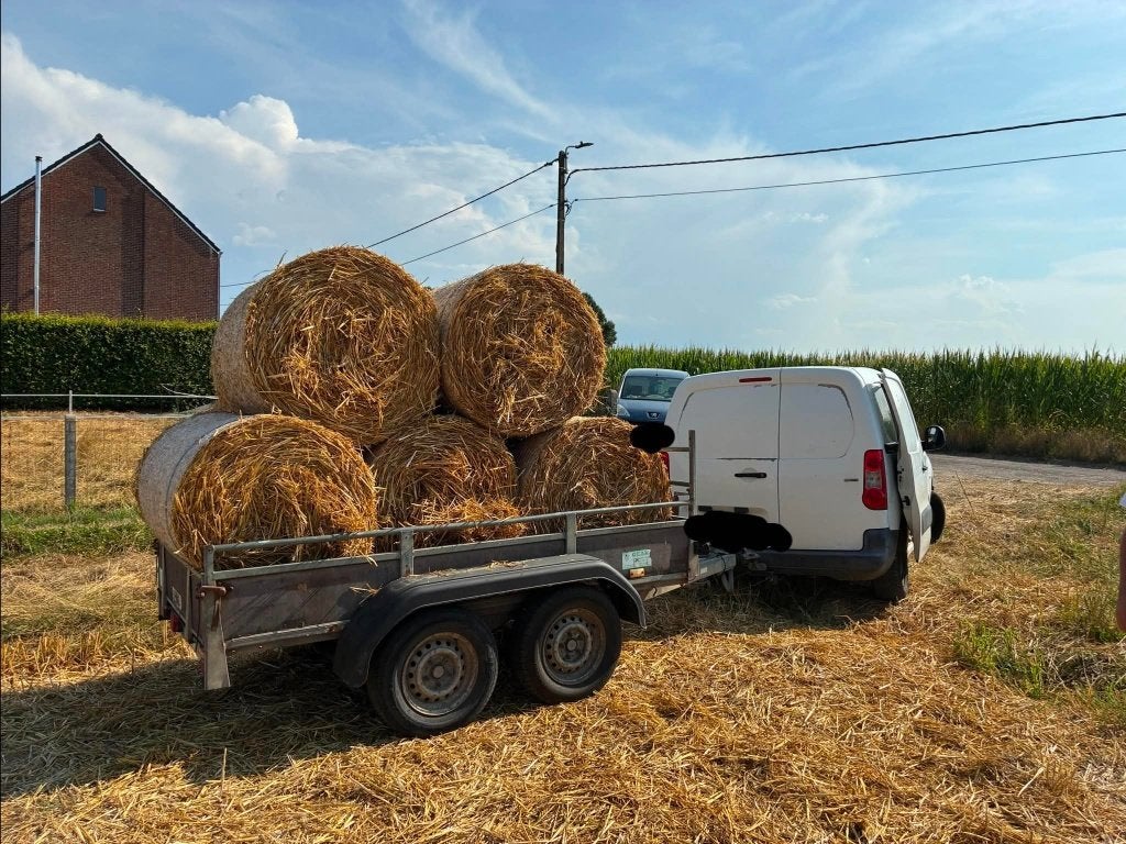 Te koop: Midi balen tarwestro – goede kwaliteit, Dieren en Toebehoren, Ophalen
