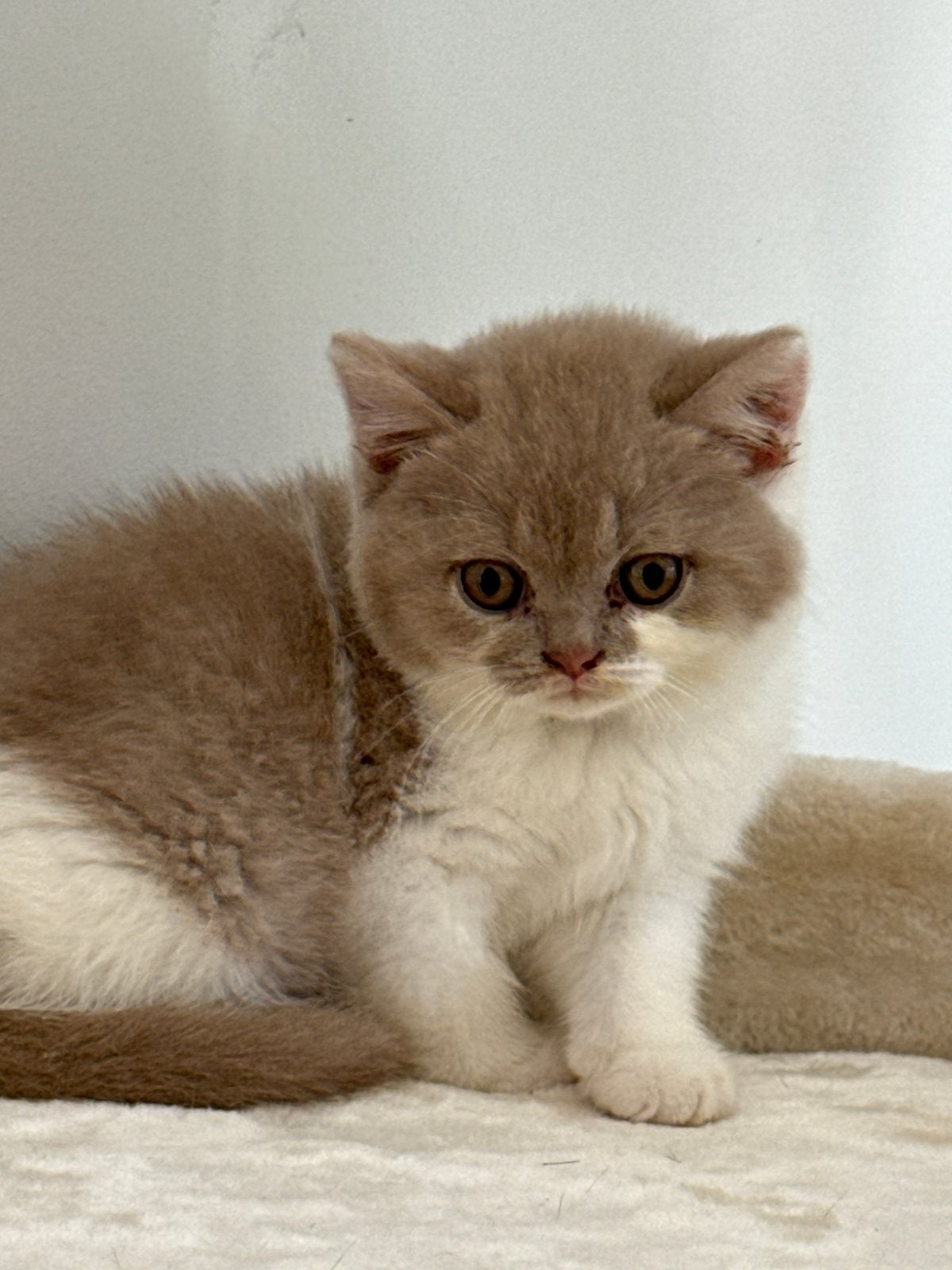 Exclusief Britse korthaar kittens Biocolor/ met Stamboom, Plusieurs animaux, Avec pedigree