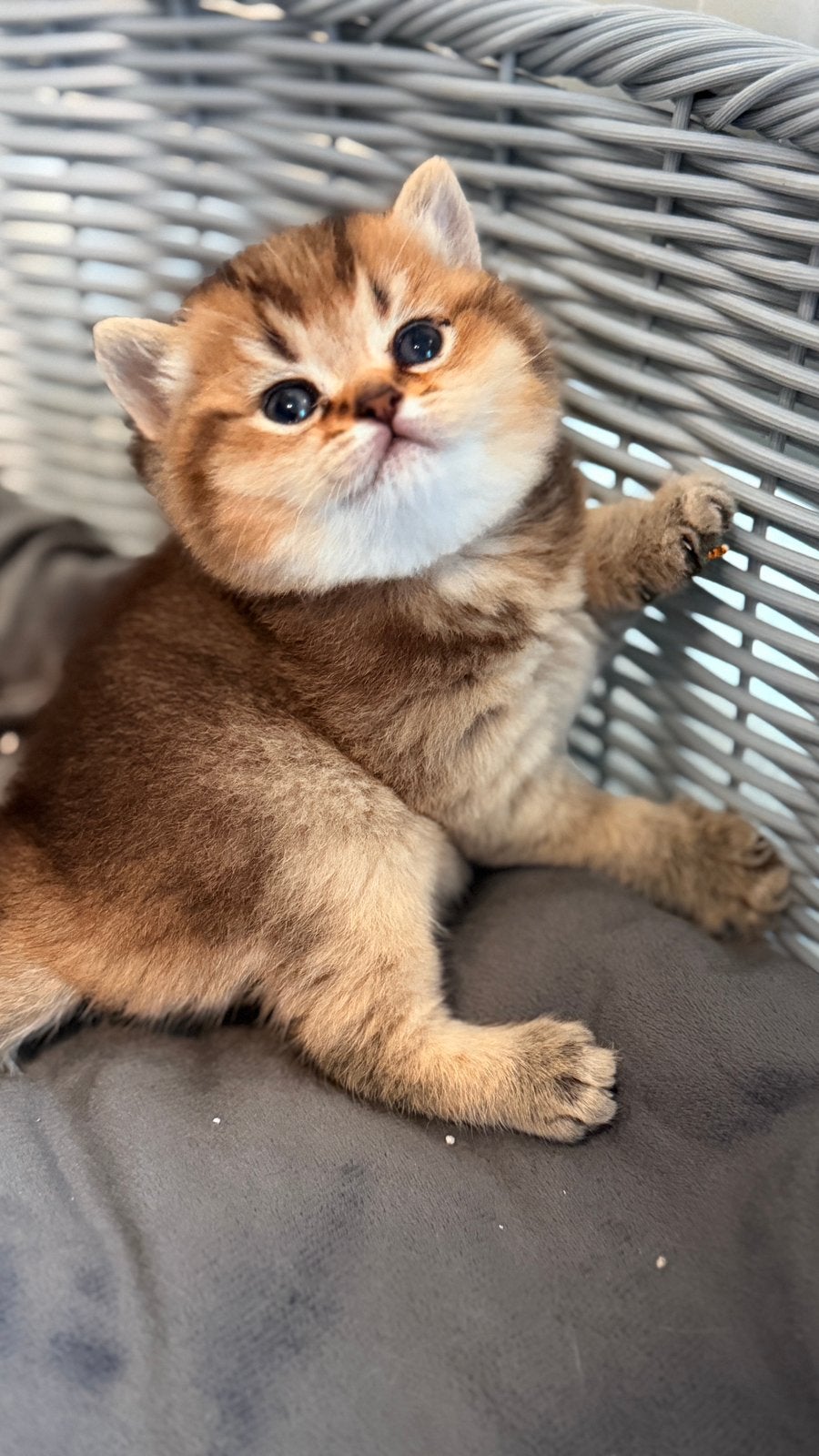 Prachtige Brits korthaar kittens, Dieren en Toebehoren, Meerdere dieren, Gechipt, 0 tot 2 jaar