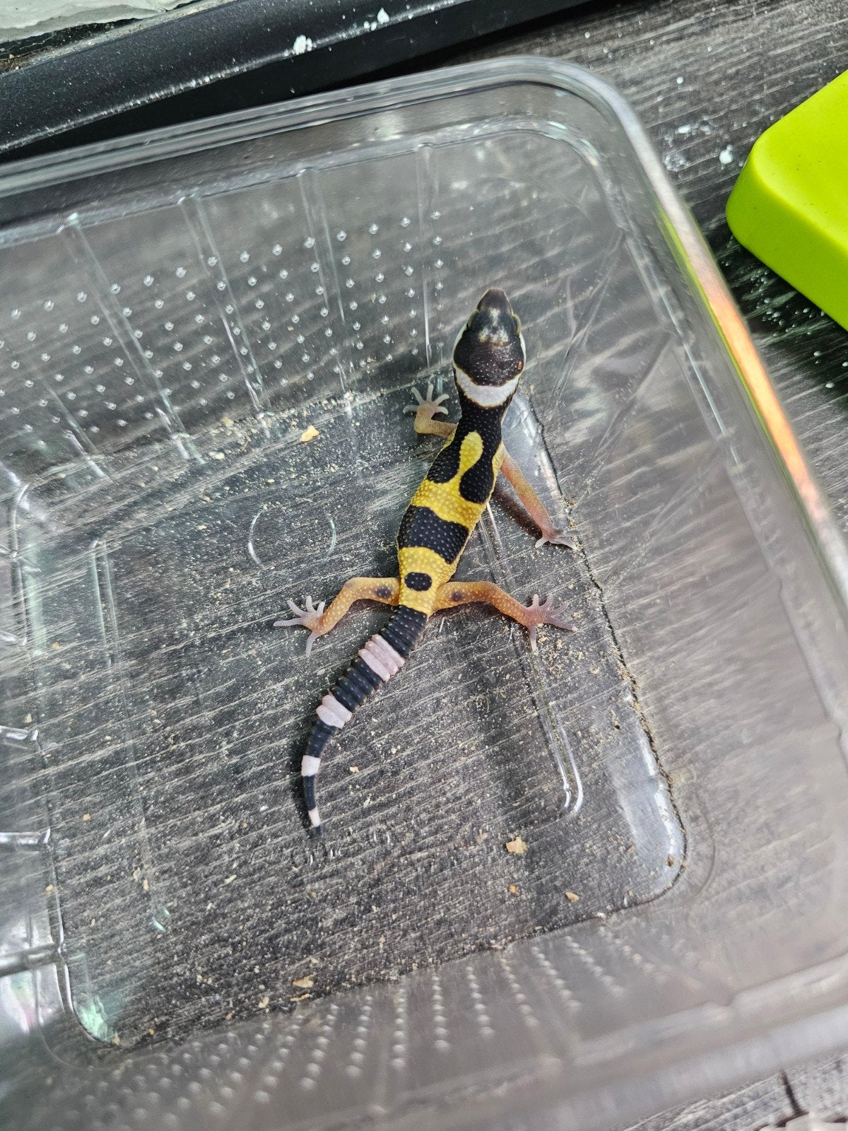 luipaardgecko luipaardgekko, Dieren en Toebehoren, Vrouwelijk, Tam