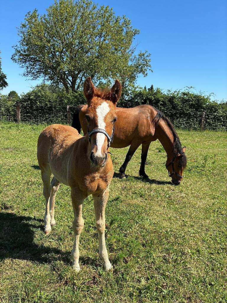 Merrie met veulen, Dieren en Toebehoren, Merrie, Gechipt, 11 jaar of ouder, Recreatiepony