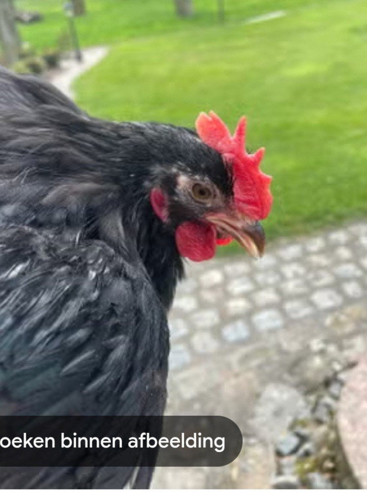 koppeltje  bijna zwarte cochins, Dieren en Toebehoren, Pluimvee