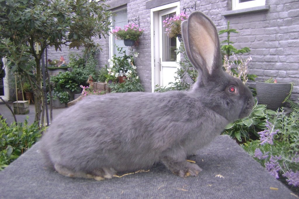 Vlaamse reus blauw, Dieren en Toebehoren, Konijnen, Groot, Mannelijk