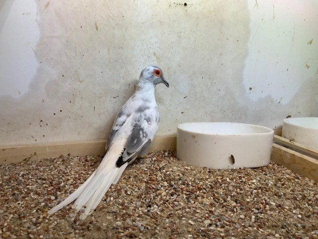 diamantduifjes, Animaux & Accessoires, Oiseaux | Pigeons, Plusieurs animaux, Autres espèces