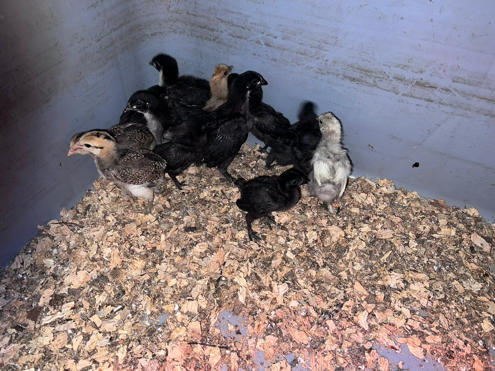 Kuikend van 3 week te koop, Dieren en Toebehoren