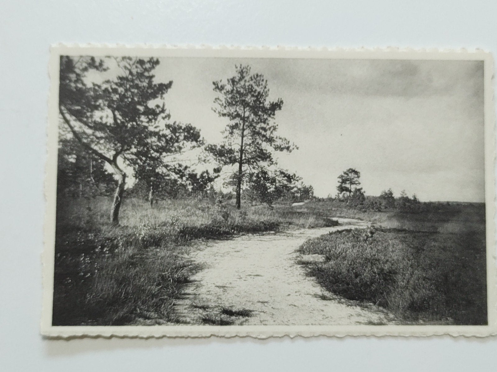 Kalmthout Kalmthoutse heide, Verzamelen, Postkaarten | België, Ophalen of Verzenden