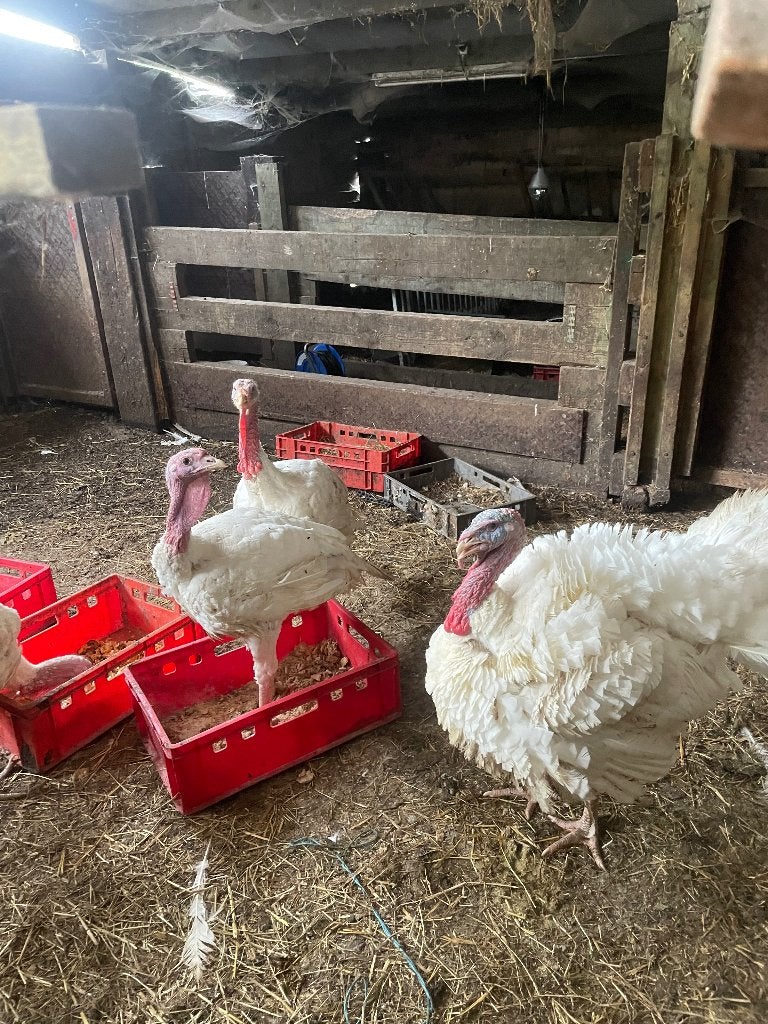 Bio kalkoenen, Dieren en Toebehoren, Mannelijk, Kalkoen