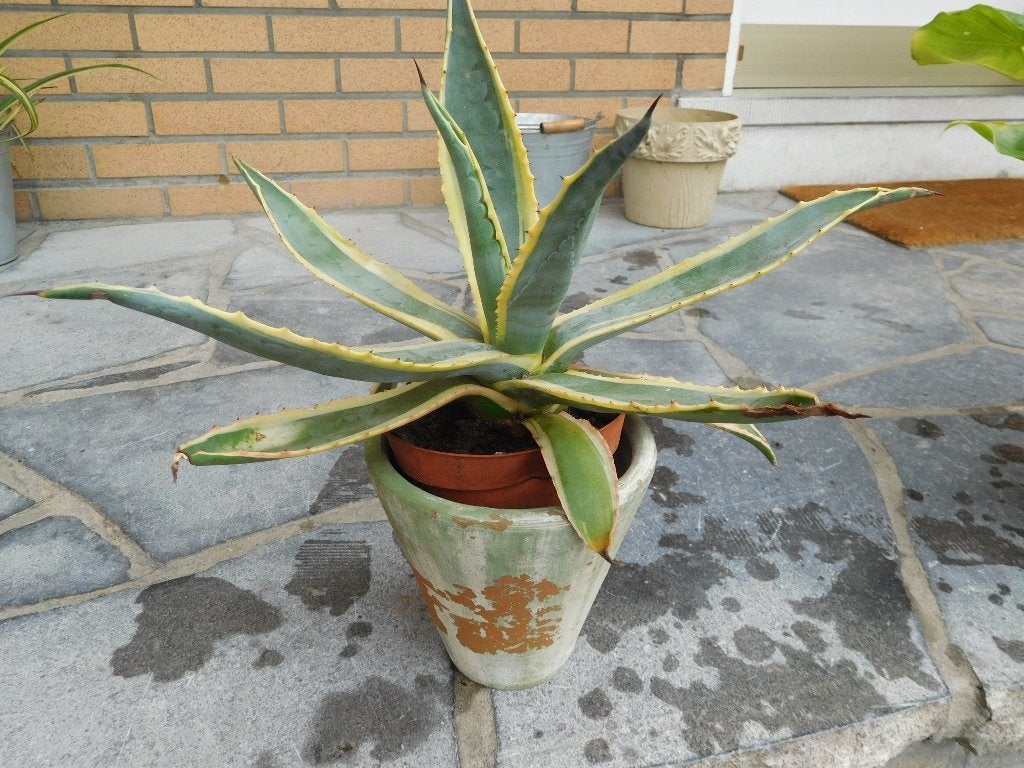 verschillende planten bloemen, Tuin en Terras, Ophalen