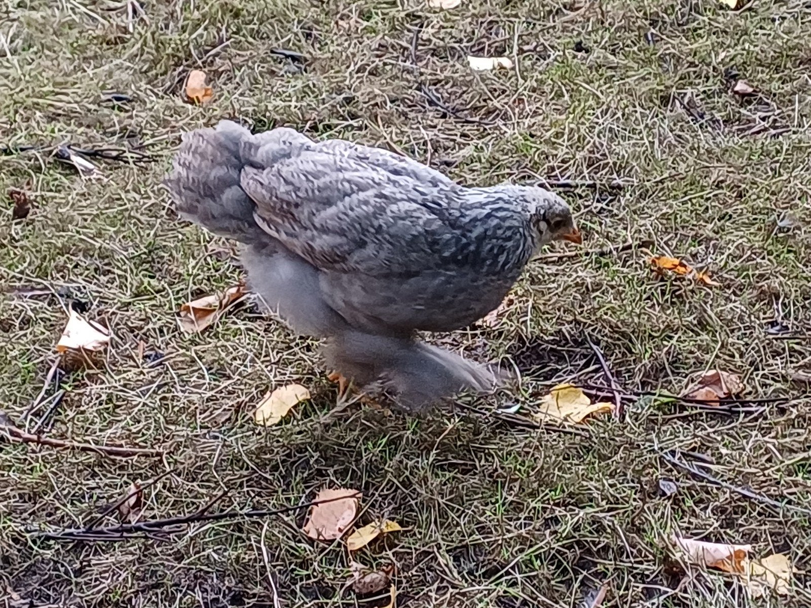 brahma kuikens, Dieren en Toebehoren