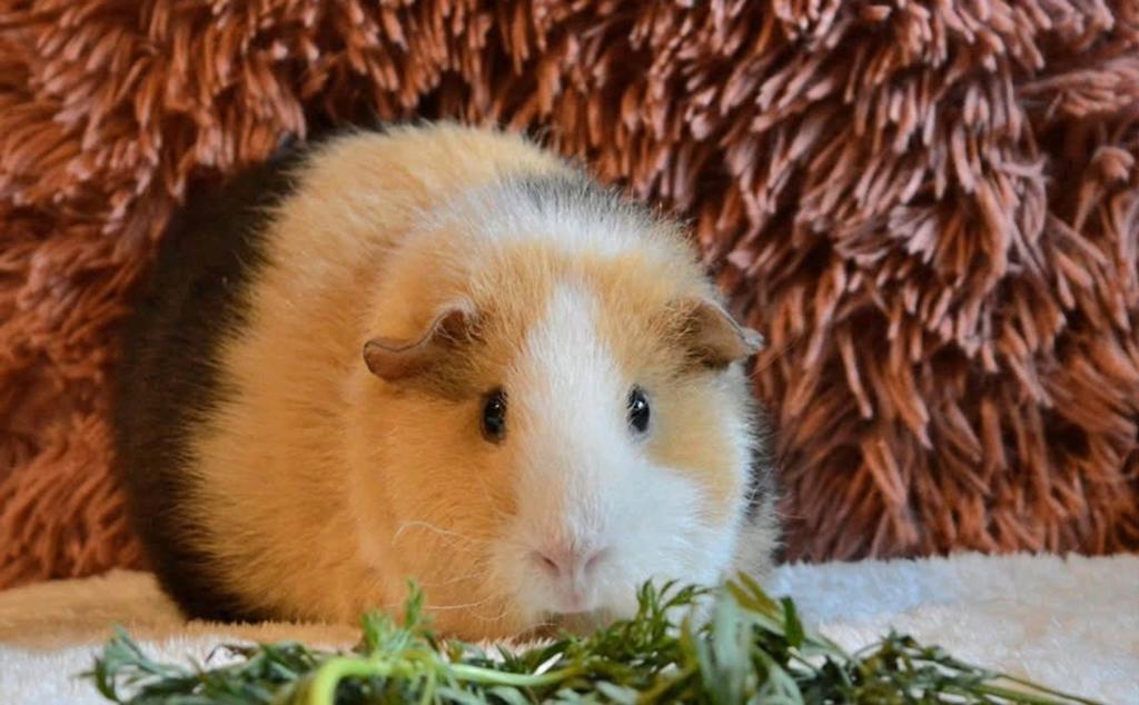 US teddy cavia's verwacht in mei