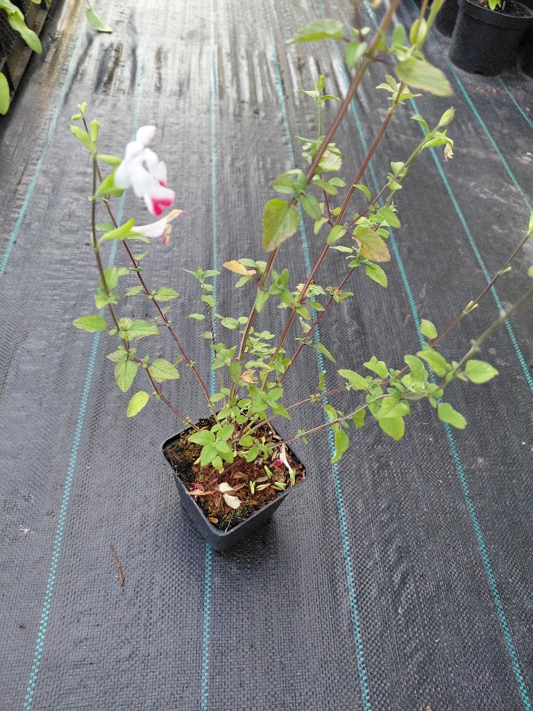 Salvia Hotlips, Tuin en Terras, Ophalen, Halfschaduw