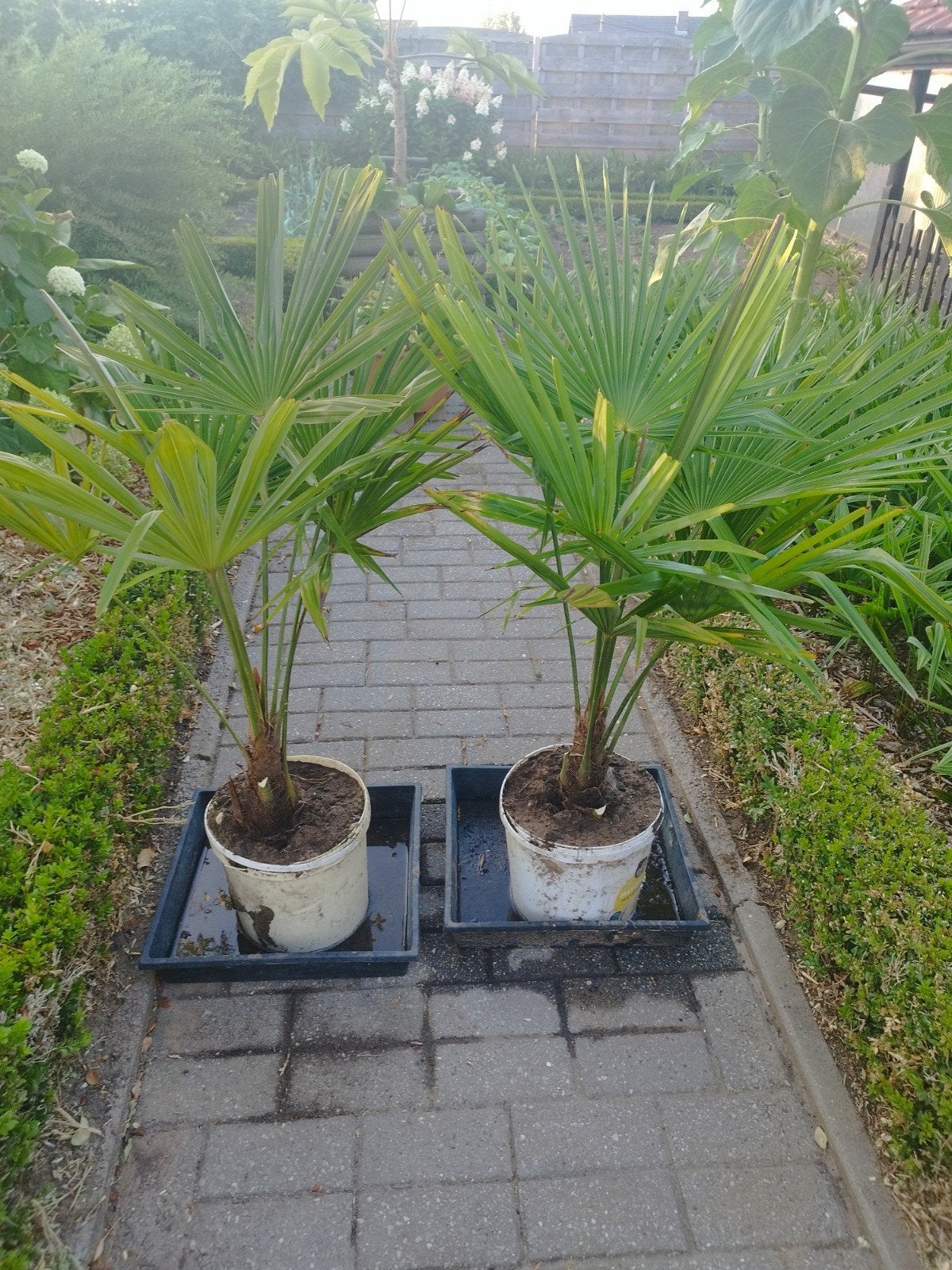 palmbomen trachycarpus fortenei 80 a 90 CM hoogte, Ophalen, In pot, Minder dan 100 cm