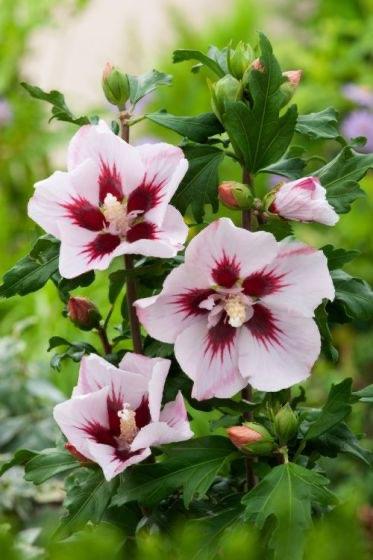 Hibiscus, wit met roze bloem, Autres espèces, Plein soleil, Été, Enlèvement