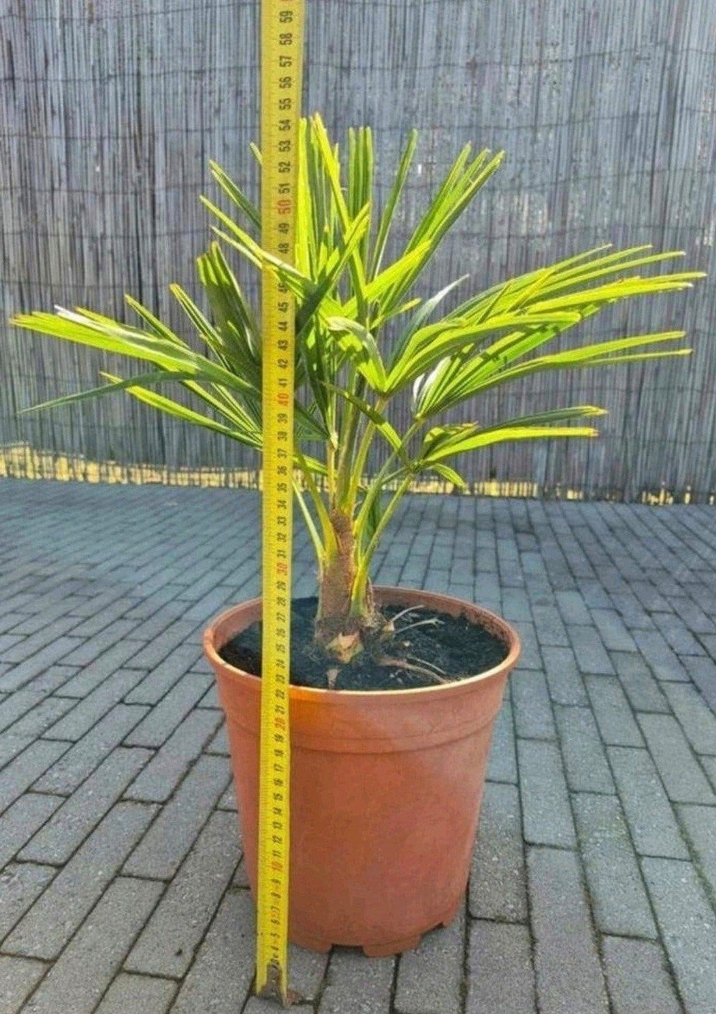 Winterharde palmboompjes Trachycarpus Fortunei, Jardin & Terrasse, Plantes | Arbres, Enlèvement