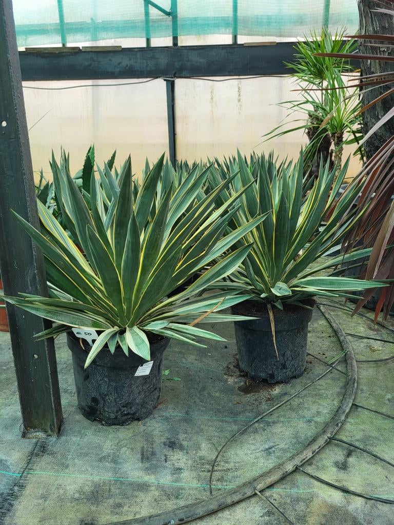 Yucca gloriosa varigata, 45cm, Ophalen