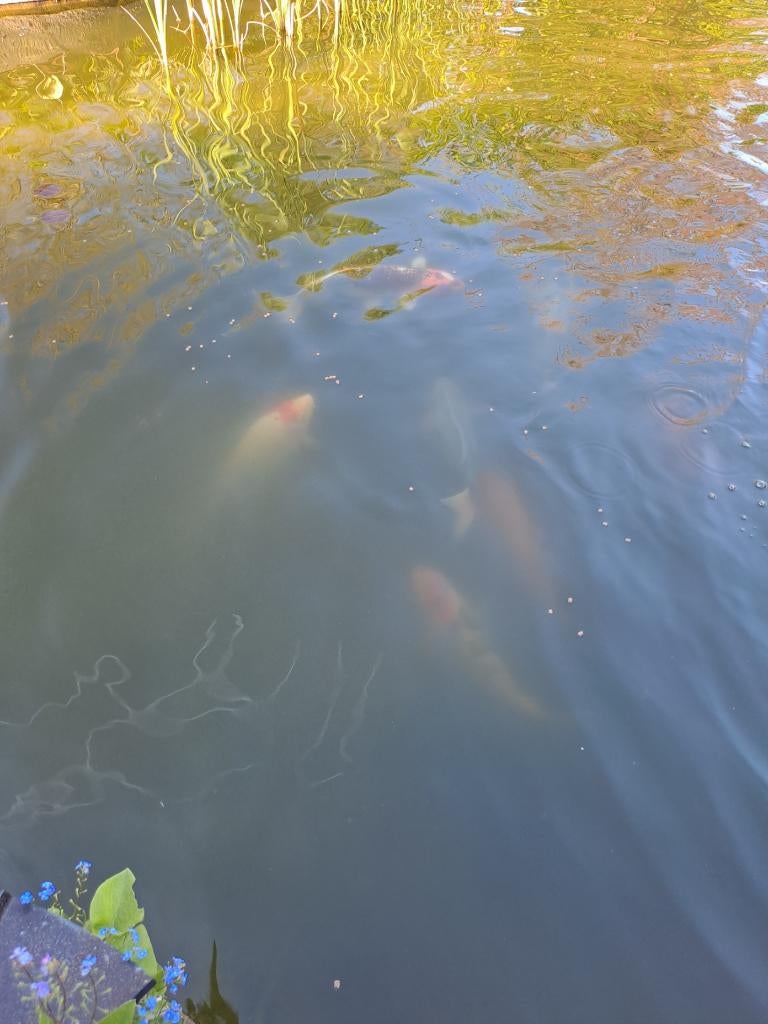 Mooie kooi vissen > 30 cm, Karper of Koi