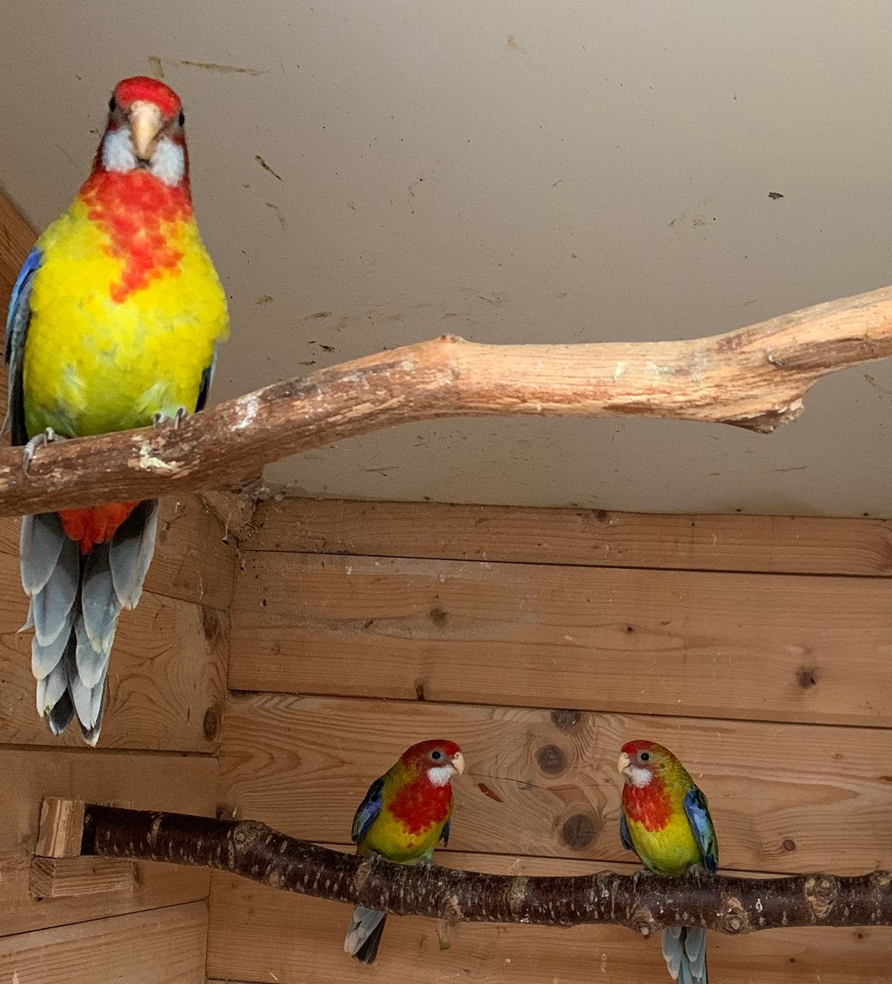 Pracht rosella parkieten