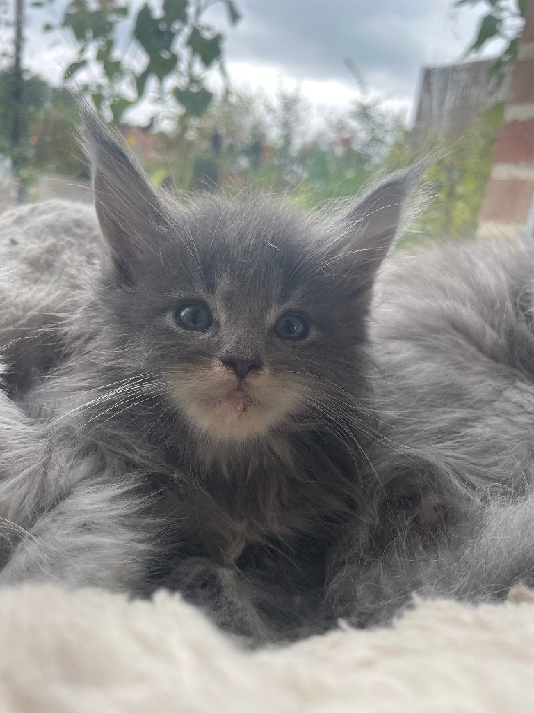 Maine Coon katertjes, Chat, Avec puce électronique, 0 à 2 ans